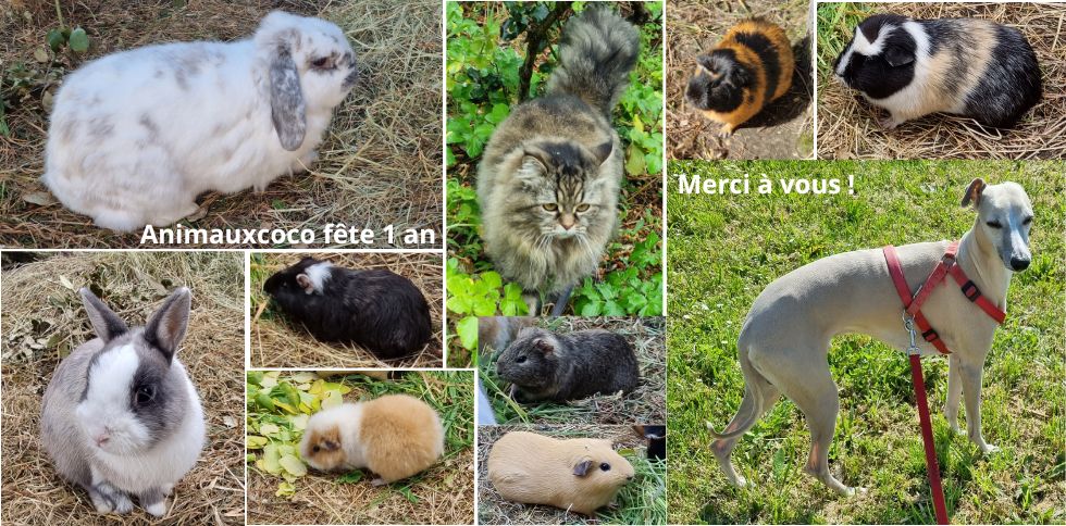 🎉 ANIMAUXCOCO a été créé il y a tout juste 1 an ! 🐾