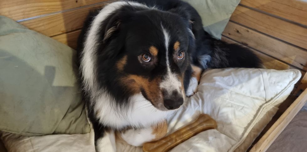 🐶 Votre chien a du mal à rester seul ?