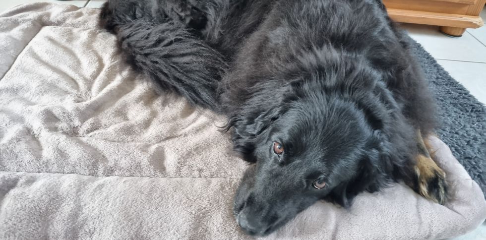 🐶 Votre chien semble triste ou « dans son coin » ?