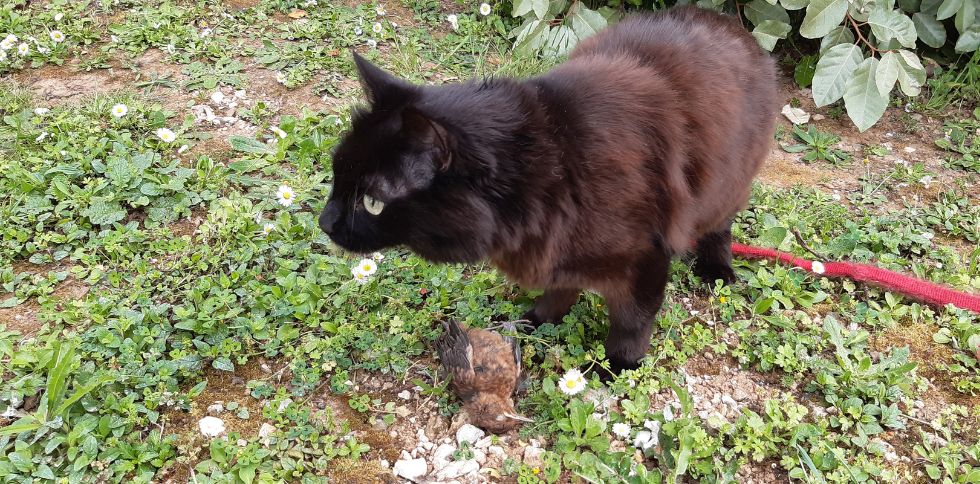 🐱 « Pourquoi mon chat me ramène-t-il une souris ou un oiseau ? »