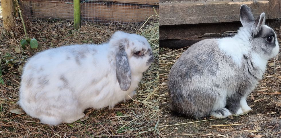 Les lapins aussi méritent une nounou douce et attentionnée ! 🌿