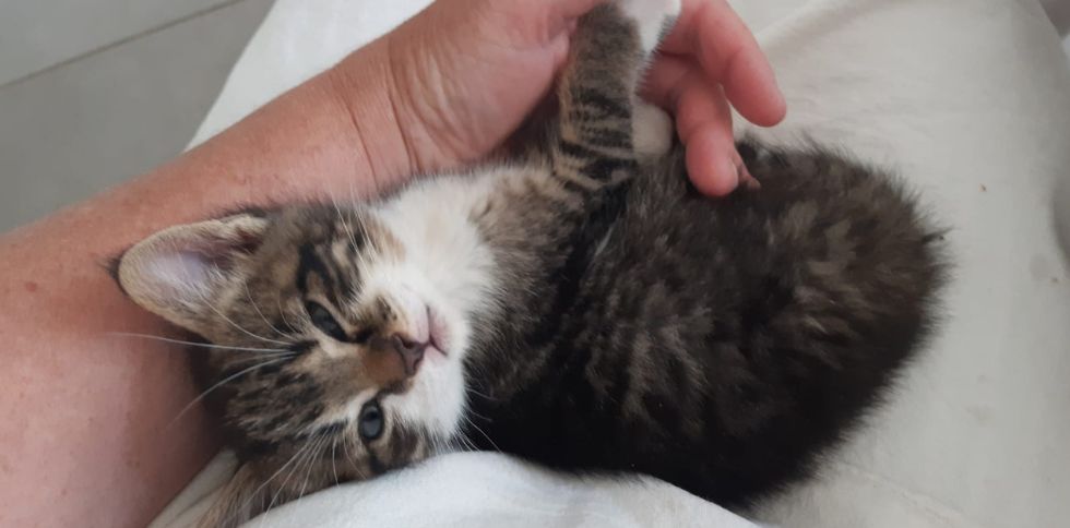 🐱 Mon chat m’aime-t-il vraiment ?