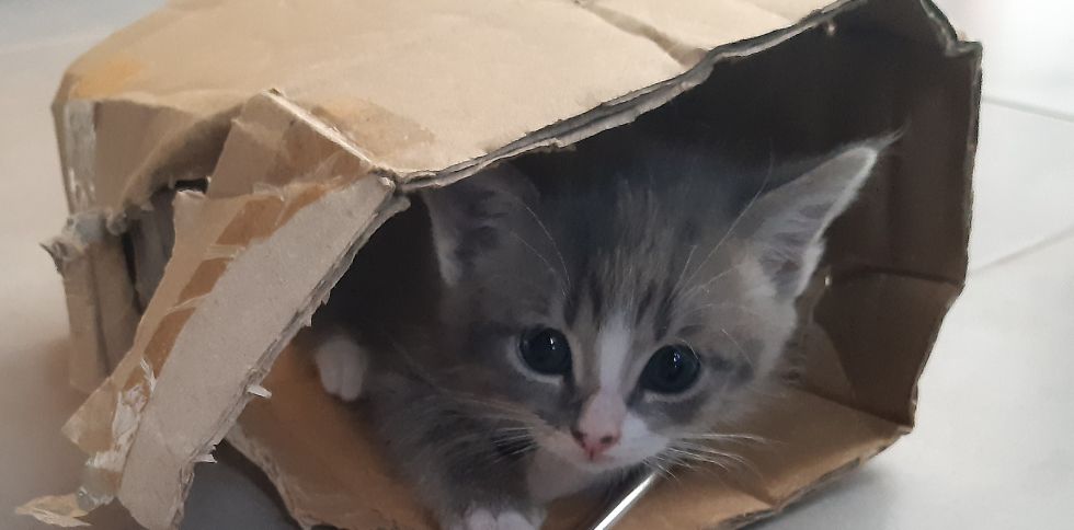 📦🐾 Pourquoi les chats adorent-ils tant les boîtes en carton ?