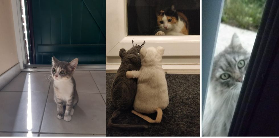 🐱 Pourquoi mon chat déteste-t-il les portes fermées ?