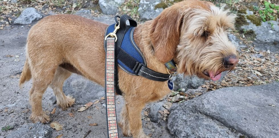 🐶💬 Et si vous appreniez à « lire » votre chien ?