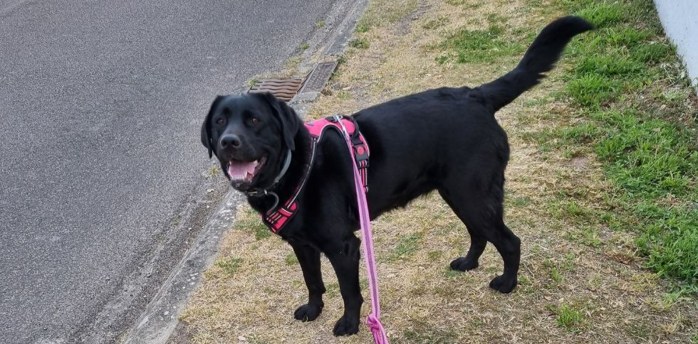 🐶 Parler à son chien, une vraie bonne idée !  Vous arrive-t-il de parler à votre chien comme à un ami ?