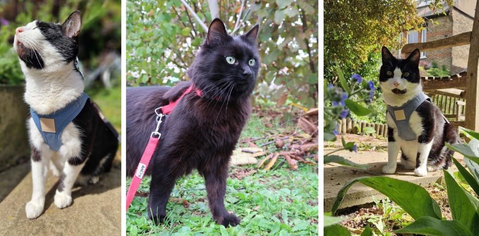 🐱 Promener son chat : une bonne idée ?