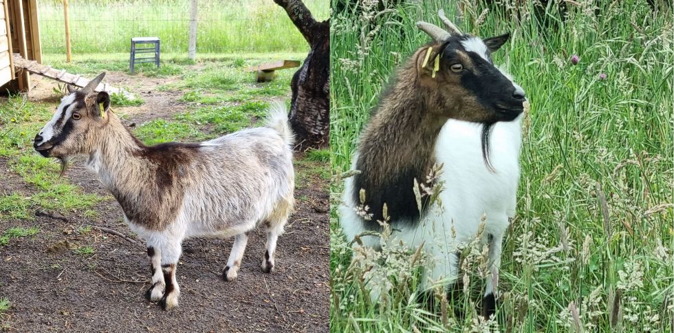 🐐 Connaissez-vous la chèvre naine ?