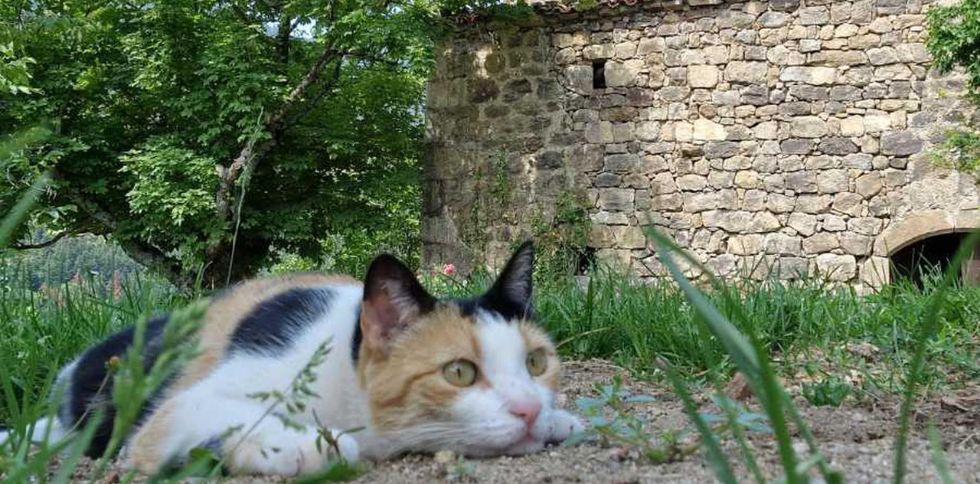 🐾 Et si vous partiez en vacances l’esprit tranquille… en laissant votre compagnon entre de bonnes mains ?