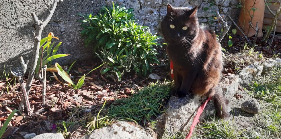 🐱 Boules de poils chez le chat :