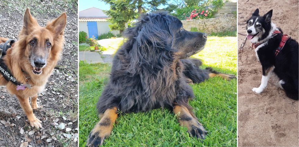 🐶 Votre chien ressent vos émotions ?
