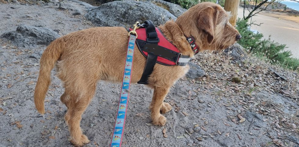 26 août – Journée Internationale du Chien 🐶 Aujourd’hui, on célèbre nos fidèles compagnons à quatre pattes