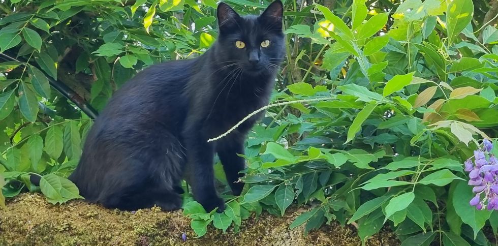 🐱 Aujourd’hui, c’est la Journée Internationale des Chats ! 🐱