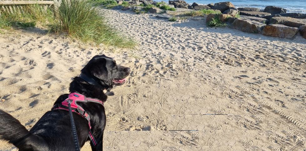 🐾 Attention aux épillets : un petit danger aux grandes conséquences pour nos chiens !