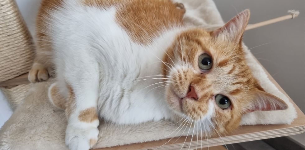 🐾 Combien de temps un chat peut-il rester seul ? On dit souvent que les chats sont indépendants…