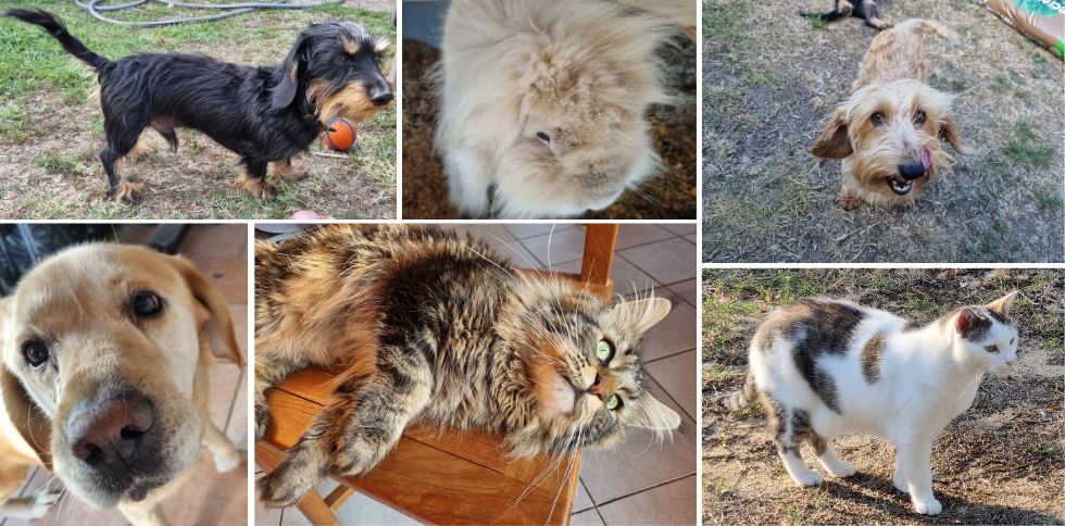 4 octobre : Journée mondiale des animaux