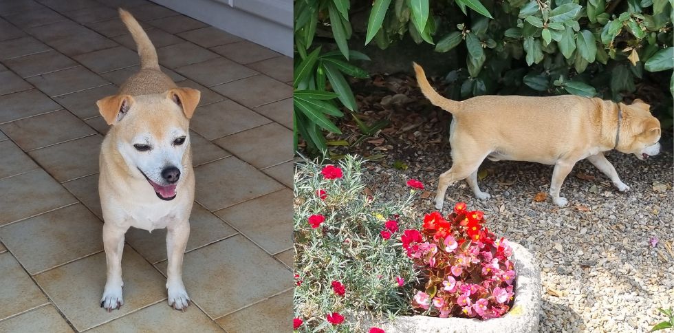 🐾 Mon chien refuse soudainement de sortir : que faire ?