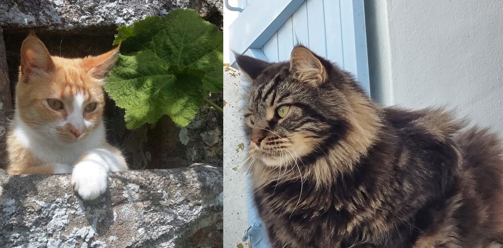 🐱 Pourquoi les chats adorent-ils se percher en hauteur ?