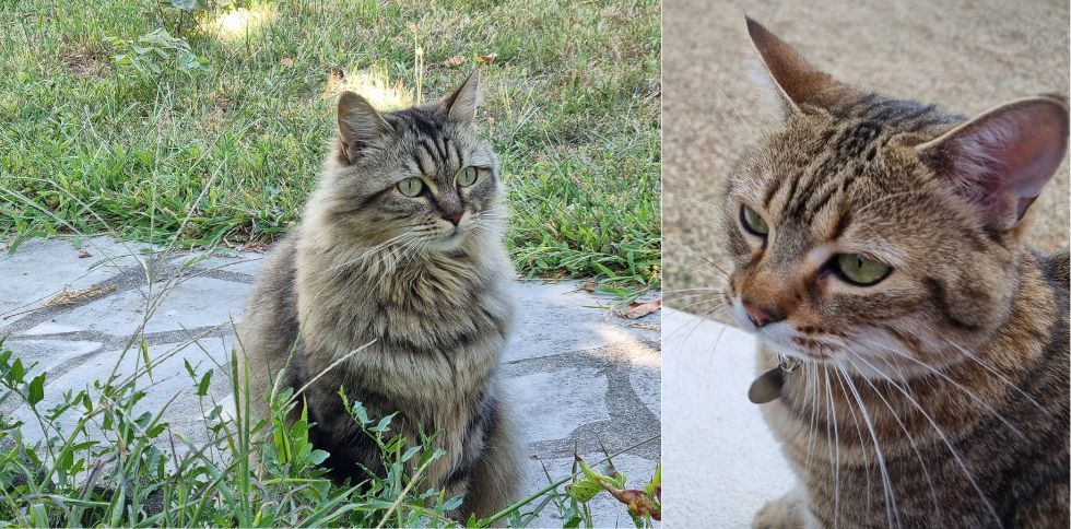 😺 Le saviez-vous ? Vous pouvez « sourire » à votre chat… avec les yeux !