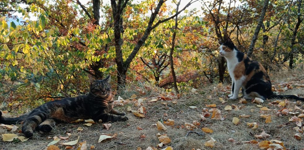 🍂 L’automne, ce n’est pas seulement la saison des feuilles dorées…