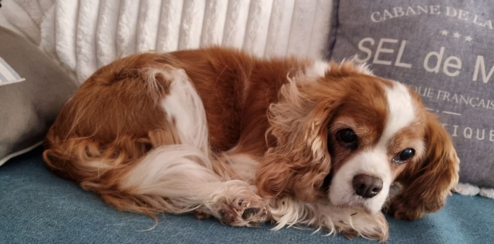 🐶💧 Comment occuper son chien à la maison les jours de pluie ?