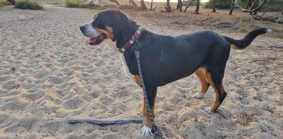 🐾 Vous partez en vacances ou en week-end ?