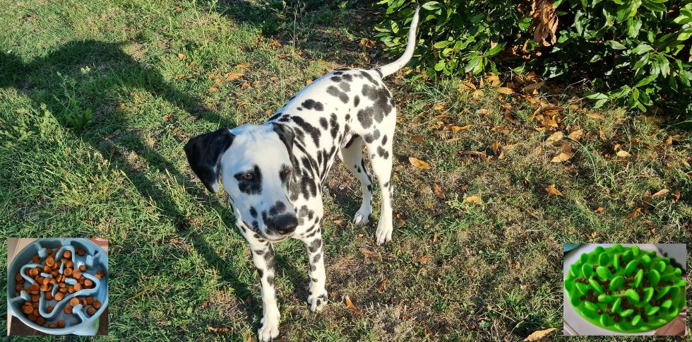 🐶🍽 Pourquoi mon chien mange t il si vite ?
