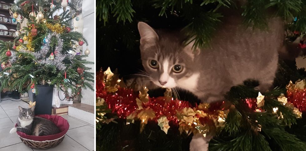 🎄🐱 Pourquoi votre chat est-il si fasciné par le sapin de Noël ?
