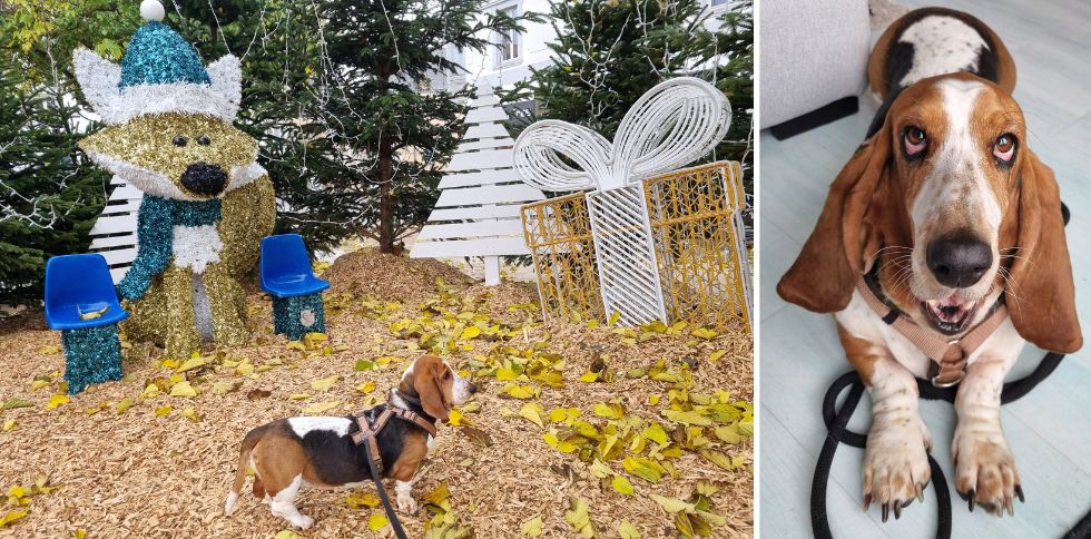 🎄 Vous cherchez une solution de garde pour votre animal pendant les fêtes sur l’ile de Noirmoutier ?