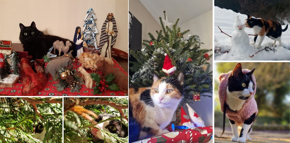 🎄Joyeux Noël à tous !