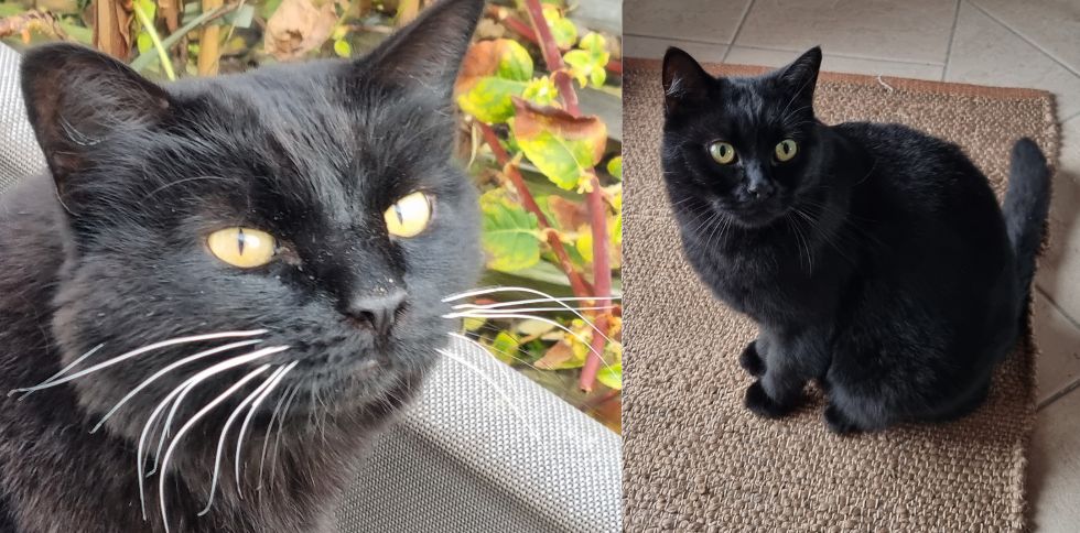 👃 Saviez-vous que le chat reconnaît son humain avant tout grâce à son odorat ?