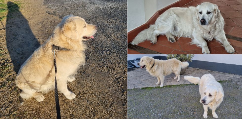 Le brossage du Golden Retriever