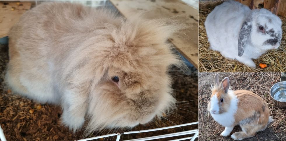 🐰 Comprendre l&rsquo;agressivité chez le lapin