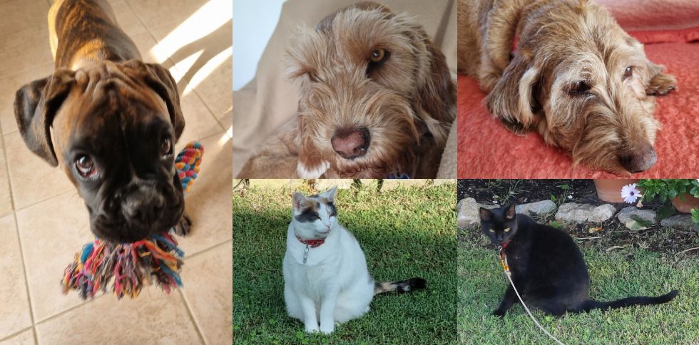 🐾💙 La rentrée après les vacances :