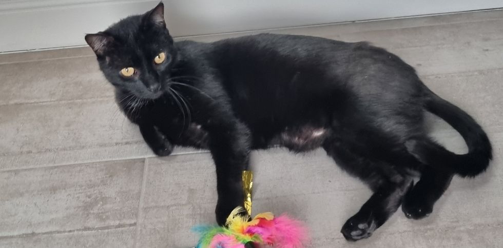 Vous adoptez un chaton ?