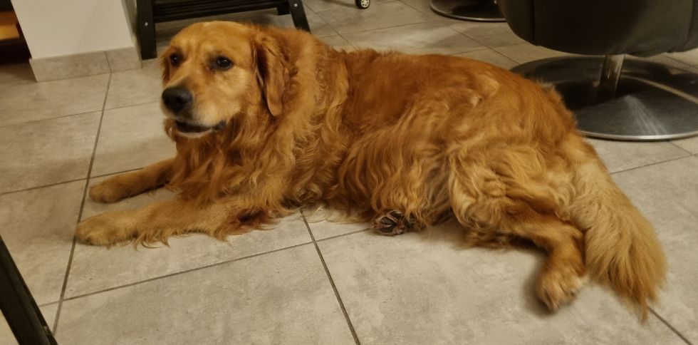 Comment habituer son chien à la solitude ?