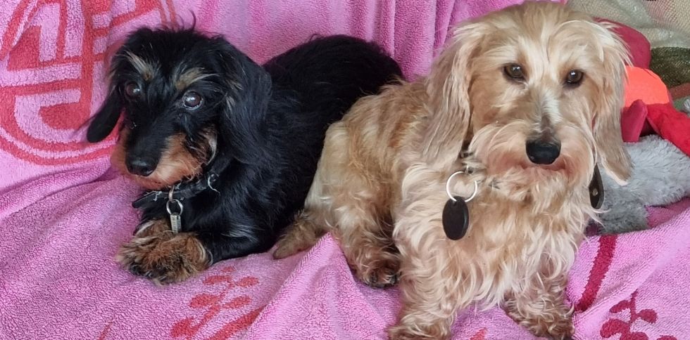 Comment reconnaître les vraies preuves d’attachement chez un chien ?