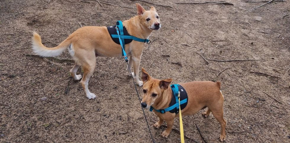 Connaissez-vous le Chien Royal Bourbon ?