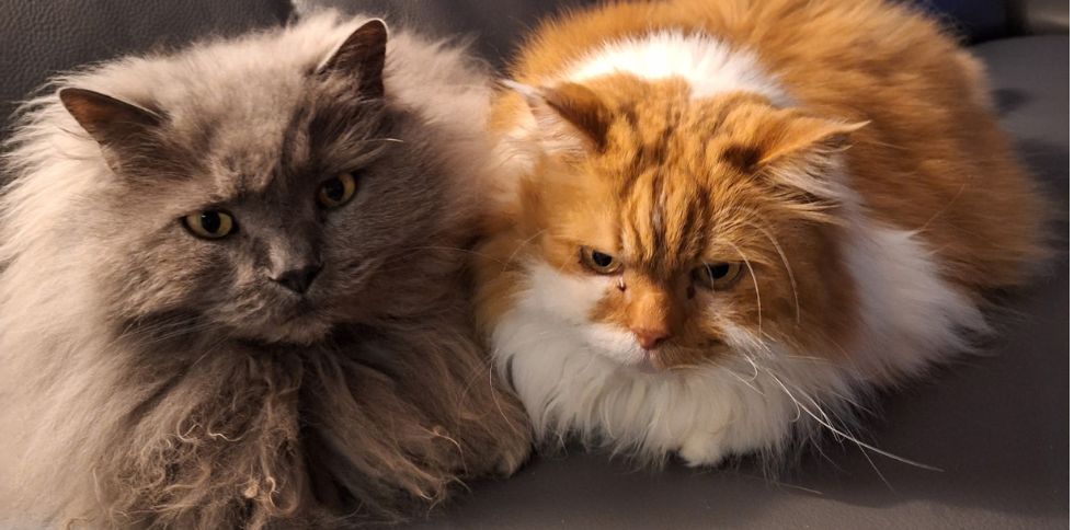 Le chat a-t-il un humain préféré dans la famille ?