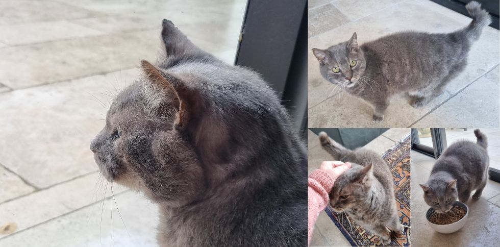 Déménagement : comment limiter le stress chez le chat ?