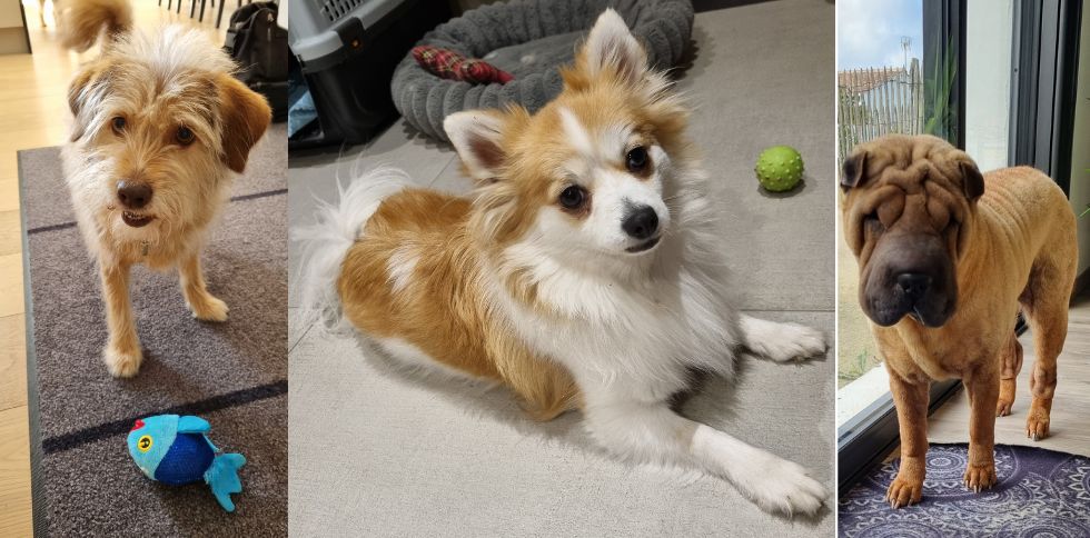 Pourquoi une simple promenade ne suffit pas toujours au bonheur de votre chien ?