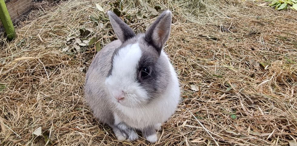 Le lapin en médiation animale : quand la douceur devient thérapeutique