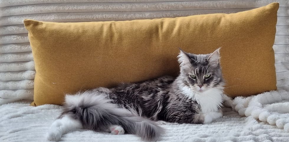 Chat dans la chambre la nuit : faut-il ouvrir ou fermer la porte ?