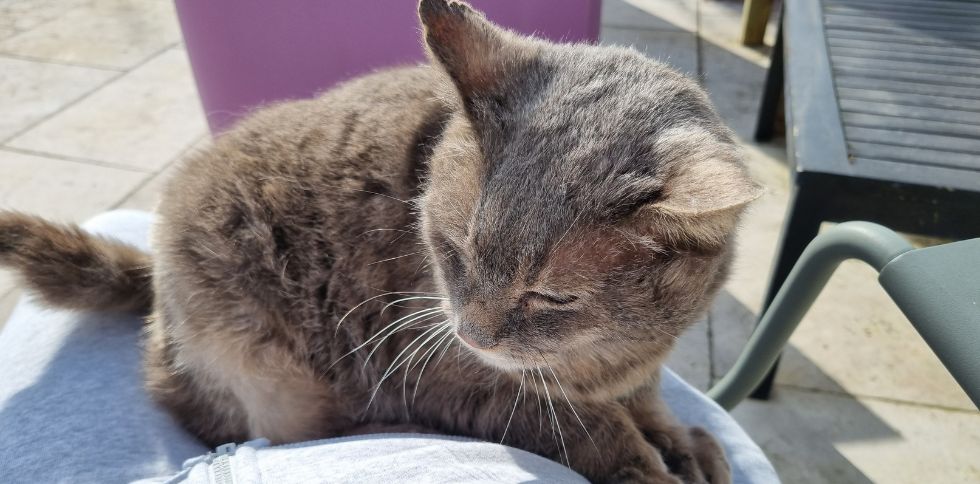 Pourquoi votre chat reste-t-il proche sans venir sur vos genoux ?