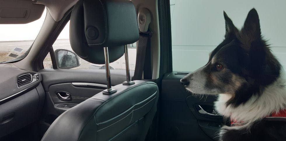 Votre chien est malade en voiture ? Vous n&rsquo;êtes pas seul !