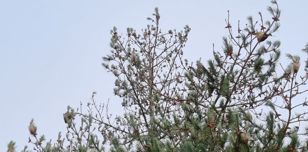 Chenilles processionnaires : guide complet pour protéger votre chien ou votre chat ce printemps