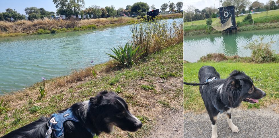 Noirmoutier charme également les chiens