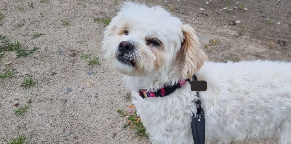Petsitter et animaux craintifs : comment créer un lien de confiance ?