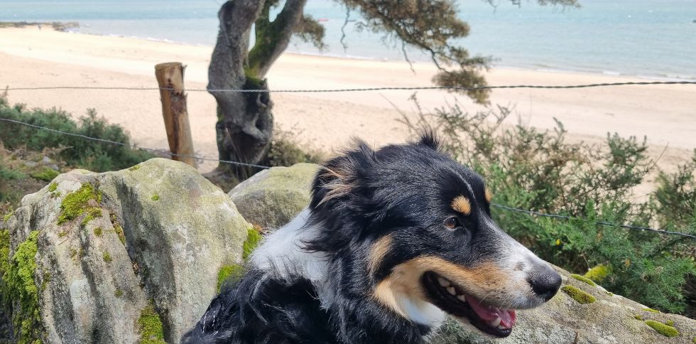 Quels gestes pour que votre chien soit heureux ?