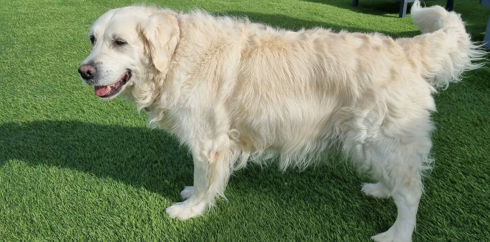 Golden retriever et humains